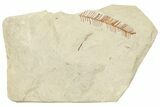 Fossil Fern (Lygodium?) - France #254324-1